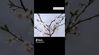 Pruno in fiore #timelapse #plants #relax #shorts