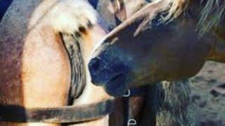 horse mating video /  mating season video / donkey vs horse mating video