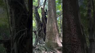 BIG TREE