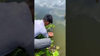 hathose main pakerliya machli ka ande(303) hindi village fishing video #fishing