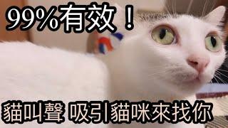 99%有效！貓咪會有反應的聲音 貓咪音效｜Cats will come to you