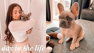 A DAY IN THE LIFE OF MY FRENCHIE PUPPY! Morning Routine & Training A New Puppy Commands!