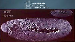 The Physics of Active Matter ▸ KITP Colloquium by Cristina Marchetti