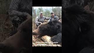 History Amur brown bear hunting with #sergeyoutfitter