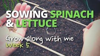 Sowing Spinach & Lettuce | Grow Along With Me - Week 5