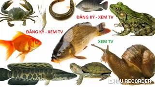 CON CÁ, CON ẾCH, CUA, TÔM️BÉ HỌC ĐỘNG VẬT NƯỚC NGỌT ️ FISH ️