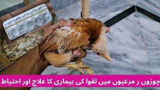 Murghio or chozo ka laqwa ka ilaj | How to cure Paralysis in chickens| Poultry Farming at Home