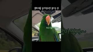 [지구] 앵무새를 잡아먹으면 생기는 일 / 안먹음 주의 / 이렇게 놀아주면 좋아함 / talking parrot / #shorts