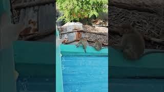 Funny Dog Vs Monkey Videos