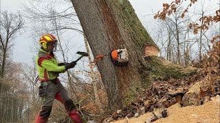 Felling of big difficult oak tree/ přetahování obřího dubu LKT 81/ MS 462