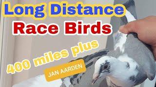 QUICK UPDATE ON OUR LONG DISTANCE RACING PIGEONS|PIGEON RACE UK|YOUNG PIGEONS TRAINING