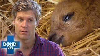 Non-Stop Bondi Vet: 3 Hours of Heartwarming Animal Rescues ️