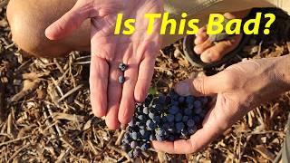 When to Harvest Wine Grapes | Cabernet Wine in Arizona