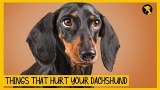 5 Things That Emotionally Hurt Your Dachshund