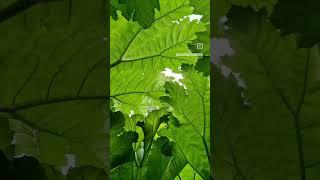 HIGH SPEED MIX... the Gunnera Tunnel at #trebah St Austell, Cornwall #shorts