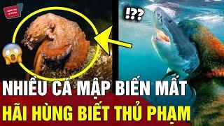 Nhiều 'CÁ MẬP' biến mất bí ẩn, lắp camera theo dõi thì 'TÁ HỎA' thấy thủ phạm | Động Tiin