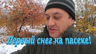  Первый снег на пасеке! Ответы на вопросы! #пчеловодство1