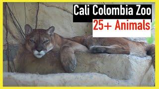 Cali Zoo over 25 species shown compilation. Zoológico de Cali. 25 animales. Puma, Monkeys, Zebra etc