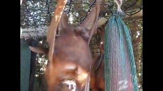 Flying-fox/fruit bat gives birth