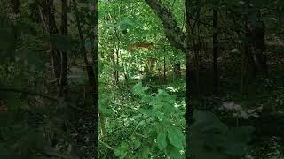 лесная отшельница/баба Йога#shorts