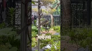 얘가 그 유명한 직박구리 #새로만들기 #새폴더