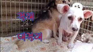 새로운 아이가 생겼어요 #미미의행복한보호소 #유기견유기묘보호소 #유기견보호소후원봉사