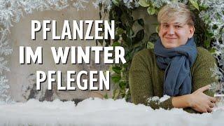 Der Winter naht? Diese 5 Pflegetipps musst du JETZT bei Zimmerpflanzen beachten 