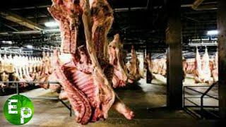 Meat Lobby _ Meatpacking Industry। Short documentary