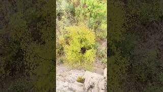 Dundas Peak, Ontario Canada  邓达斯峰 安大略 加拿大 #tavel #fall #rock