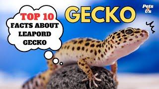  TOP 10 Facts about Leopard Gecko 2023 | Leopard Gecko Facts You Never Knew | Pets and Us