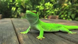 Madagascar giant day gecko hunts and eats house cricket.