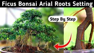 Ficus Bonsai Aerial Roots Setting