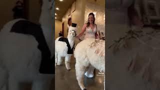 Alpaca slips at wedding