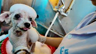 From Abandoned to Loved : How to Safely Rescue an Abandoned Dog | LTT Animal - Poor Cats