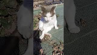 котики пуфик  Маруся  серьезные ребята