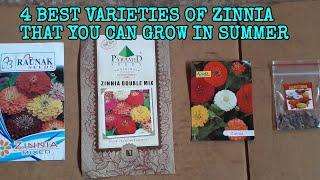 4 BEST VARIETIES OF ZINNIA THAT YOU CAN GROW IN SUMMER