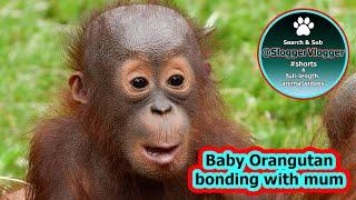 Orangutan Baby Bonding With Mum