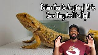 How To Breed Bearded Dragons