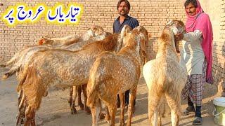 Mashalllah bakro ki tayaryan arooj pr|Heavy wheat bakro ka farm|makhi cheena goat farm03008309926