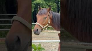 Why does this horse look so serious? ”#hores #shortvideo #suraj #travelvlog #