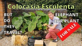 Colocasia Esculenta | Elephant Ear Plant | Taro | Exotic Tropical Garden