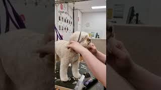 Teddy bear trim on a Cavoodle/Cavapoo