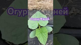 15 дней с дня высадки #обзор #теплица #огород #процес #участок #огурец