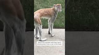 Beer-Drinking Monkey Captured in Indiana #shorts