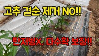 고추농사 잘 짓는 법!! 고추 곁순 제거 NO!! 탄저병 X!! 다수확 보장!!