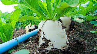 Agriculture Technology - Planting Radishes from Seed and Harvesting