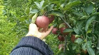 Apple  season (2024)shuru || Maya Thakur