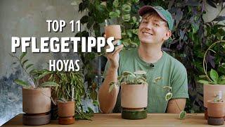 Bringt Stress mehr Blüten? DAS sind meine 11 besten Pflegetipps für deine Hoya! (Porzellanblume)