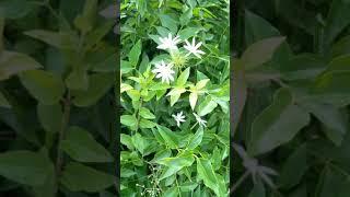 Juhi Plant /Indian Jasmine/ Jasminum Auriculatum##