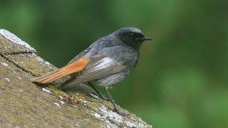 rougequeue noir HD / black redstart HD